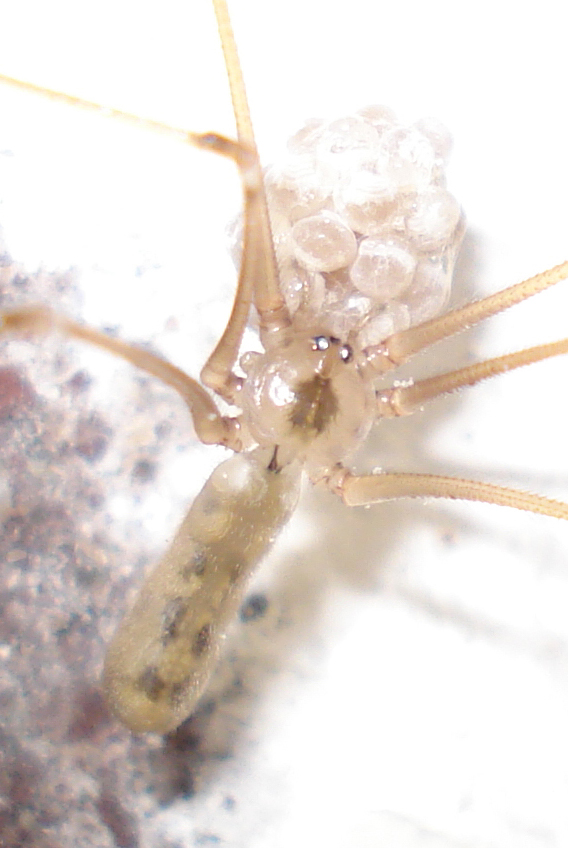 Pholcus phalangioides con uova - Anzio (RM)